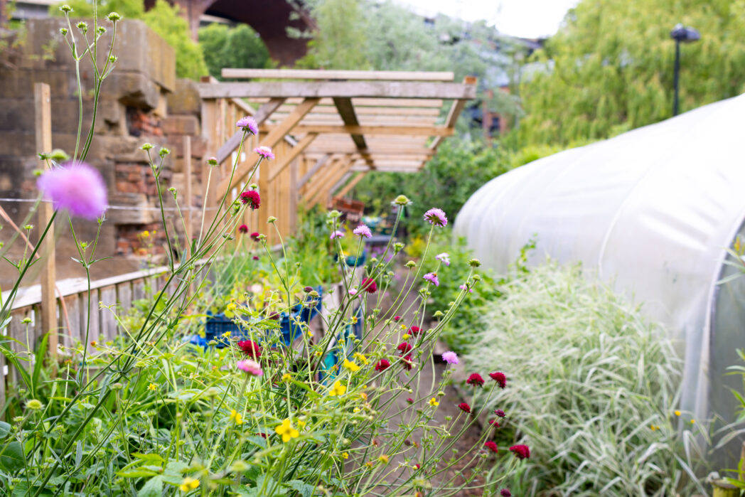 A picture of a pathway in a garden, with flowers to the foreground, a polytunnel to the right, and a wall and trellis to the left